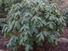 rhododendron_erosum_copenhagen