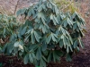 rhododendron_fulvoides_copenhagen