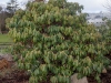 rhododendron_galactinum2_copenhagen