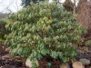 rhododendron_galactinum3_copenhagen