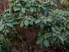 rhododendron_lacteum_copenhagen