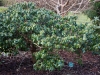 rhododendron_selense_ssp_jucundum_copenhagen