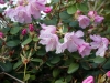 rhododendron_campanulatum2_copenhagen_2015