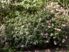 rhododendron_campanulatum_copenhagen_2015