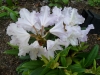 Rhododendron catawbiense Album