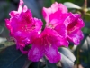 Rhododendron \"Claudius\"