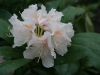 Rhododendron "Cunningham's White" 