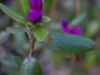 Rhododendron dauricum