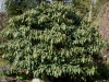 Rhododendron galactinum