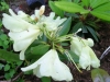 Rhododendron Goldcrone