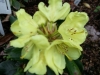 Rhododendron \"Goldkrone\"