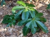 Rhododendron rothschildii