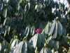 Rhododendron sutchuenense