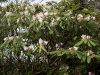 rhododendron_surchuanense2_copenhagen_2015