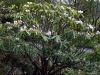 rhododendron_surchuanense_copenhagen_2015