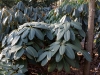  Rhododendron decipiens