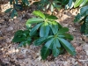  Rhododendron rothschildii