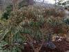 rhododendron_alutaceaum_var_russotinctum_copenhagen