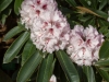 rhododendron_calophytum_x_trallianum_copenhagen_2015