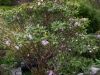 rhododendron_oreodoxa_copenhagen_2015