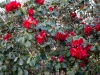 rhododendron_thomsonii_copenhagen_2015