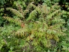 aralia-elata-tiger-eyes