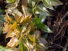 Sarcococca