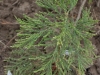 sequiadendron_glauca_small_glasshouse_february