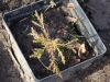 sequiadendron_seedling_february