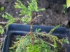 sequoia_from_seed_vestovenai_31_08-2014-1-of-1