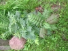 Sorbaria sorbifolia 'Sem' PBR