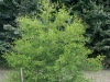 Taxodium distichum