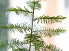 taxodium_at_home_1_09_15