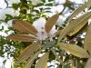 Rhododendrum rex