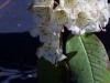 Rhododendron wightii  