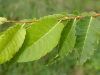 Zelkova serra 