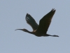 Rudasis ibis